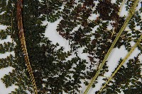 稀子蕨藏品圖，第4張