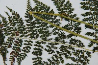 稀子蕨藏品圖，第5張