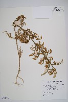 過山龍藏品圖，第1張