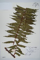 鬼桫欏藏品圖，第1張