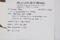 鬼桫欏藏品圖，第2張