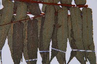 鬼桫欏藏品圖，第3張