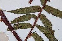 鬼桫欏藏品圖，第5張