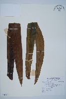 巢蕨藏品圖，第1張