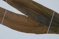 巢蕨藏品圖，第3張