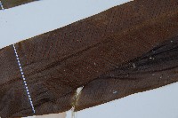 巢蕨藏品圖，第4張