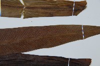 巢蕨藏品圖，第5張