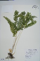 網脈鱗始蕨藏品圖，第1張