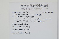 網脈鱗始蕨藏品圖，第2張