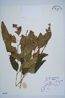 細柄雙蓋蕨藏品圖，第1張