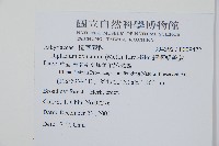 細柄雙蓋蕨藏品圖，第2張