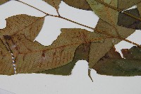 細柄雙蓋蕨藏品圖，第4張