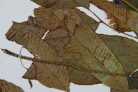 細柄雙蓋蕨藏品圖，第5張