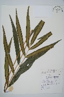 竹葉蕨藏品圖，第1張