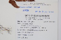 紅腺蕨藏品圖，第2張