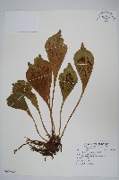 車前蕨藏品圖，第1張