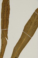 台灣劍蕨藏品圖，第3張