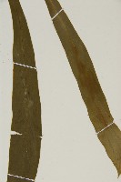 台灣劍蕨藏品圖，第4張