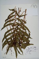 華中瘤足蕨藏品圖，第1張