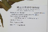 華中瘤足蕨藏品圖，第2張