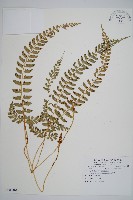 韓氏耳蕨藏品圖，第1張