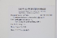 韓氏耳蕨藏品圖，第2張