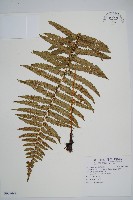 史氏鱗毛蕨藏品圖，第1張