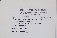 史氏鱗毛蕨藏品圖，第2張