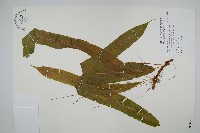 蓧蕨藏品圖，第1張