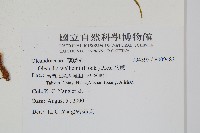 蓧蕨藏品圖，第2張