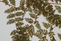 台灣小膜蓋蕨藏品圖，第5張