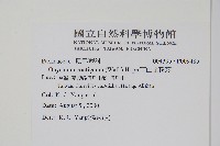 高山金粉蕨藏品圖，第2張