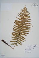 桫欏鱗毛蕨藏品圖，第1張