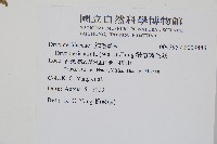 桫欏鱗毛蕨藏品圖，第2張