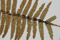 桫欏鱗毛蕨藏品圖，第3張