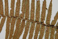 桫欏鱗毛蕨藏品圖，第4張