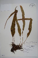 粵瓦葦藏品圖，第1張