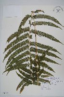 假毛蕨藏品圖，第1張