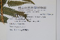 假毛蕨藏品圖，第2張