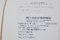 披針貫眾蕨藏品圖，第2張