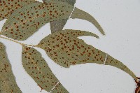 披針貫眾蕨藏品圖，第3張