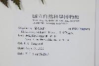 川上氏雙蓋蕨藏品圖，第2張