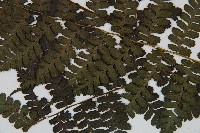 川上氏雙蓋蕨藏品圖，第4張