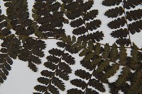 川上氏雙蓋蕨藏品圖，第5張