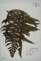 頂囊肋毛蕨藏品圖，第1張