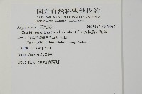 頂囊肋毛蕨藏品圖，第2張