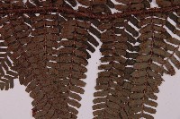 頂囊肋毛蕨藏品圖，第3張