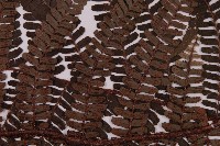 頂囊肋毛蕨藏品圖，第4張