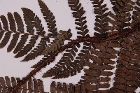 頂囊肋毛蕨藏品圖，第5張