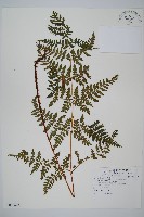 長葉鱗毛蕨藏品圖，第1張